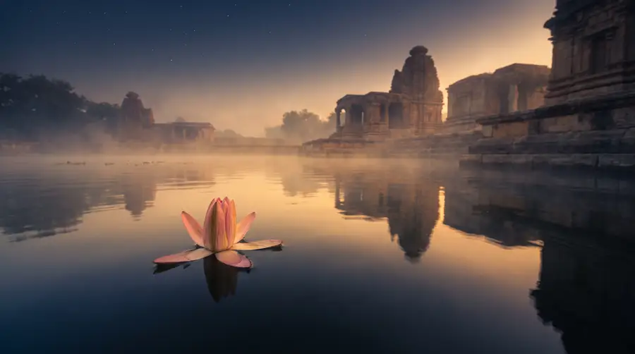 A lotus opening on still water at first light